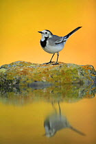 Female White wagtail {Motacilla alba alba}  on rock with reflection, Spain