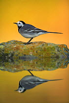 Male White wagtail {Motacilla alba alba}  profile on rock with reflection, Spain