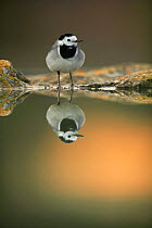 Male White wagtail {Motacilla alba alba} at waters edge with reflection, Spain