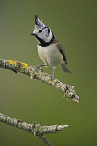 Crested tit {Lophophanes cristatus} perching on branch, Spain