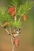 Crested tit {Lophophanes cristatus} on pine cone, Spain