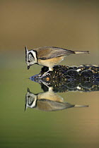 Crested tit {Lophophanes cristatus} looking at reflection in water, Spain