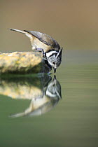 Crested tit {Lophophanes cristatus} reaching down to drink, Spain