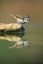Crested tit {Lophophanes cristatus} reaching down to drink, Spain
