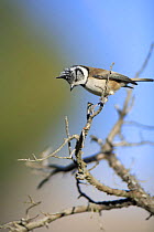 Crested tit {Lophophanes cristatus} perching on branch, Spain