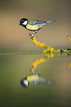 Great tit {Parus major} perching on branch over water, Spain