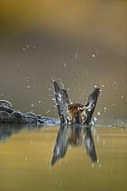 Female Black redstart {Phoenicurus ochruros} washing in water, Spain