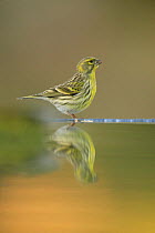 *Male Serin {Serinus serinus} at water edge with reflection, Spain