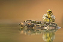 Male Serin {Serinus serinus} resting on mossy rock afetr bathing, Spain