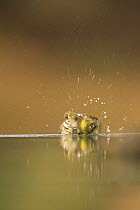 Male Serin {Serinus serinus} washing in water, Spain