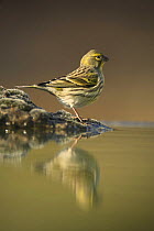 Male Serin {Serinus serinus} at water edge with reflection, Spain