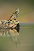 Female Serin {Serinus serinus} perching on rock next to water, Spain