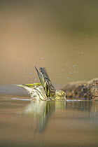 Male Serin {Serinus serinus} bathing in water, Spain