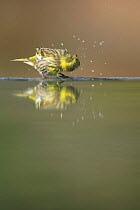 Male Serin {Serinus serinus} shaking off water at water edge, Spain