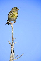 Female Serin {Serinus serinus} perching at top of branch, Spain