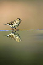 Female Serin {Serinus serinus} at water edge with reflection, Spain