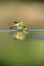 Male Serin {Serinus serinus} bathing in water, Spain
