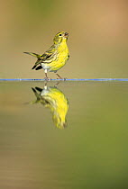 Male Serin {Serinus serinus} at waters edge with reflection, Spain