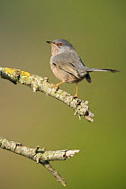 Male Dartford warbler {Sylvia undata} perching on branch, Spain