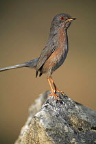 Male Dartford warbler {Sylvia undata} perching on rock, Spain