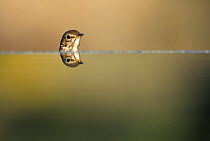 Song thrush {Turdus philomelos} head with reflection, Spain