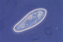 Unicellular ciliate protozoa {Paramecium caudatum} (phase microscopic photography)