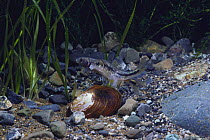 Oily shiner {Sarcocheilichthys variegatus} inserting its ovipositor and laying eggs in Asian Freshwater Mussel {Anodonta (Sinanodonta) woodiana} captive, Japan