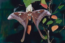 Australian atlas / Hercules Moth {Coscinocera hercules} male, Australia