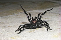 Sydney Funnel-web Spider {Atrax robustus} intimidating behaviour, Australia