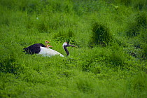 Japanese / Manchurian / Red-crowned Crane {Grus japonensis} chicks on parent's back, Hokkaido, Japan