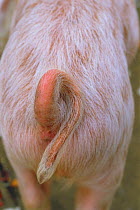 Close up of curled tail of Domestic pig {Sus scrofa domestica}