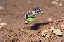 Rose Leaf-cutter bee {Megachile nipponica nipponica} flying to nest carrying a piece of leaf, Japan