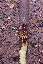 Parasitic wasp {Methocha yasumatsui} laying eggs in its host Tiger beetle {Cicindela specularis} larva, Japan