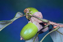 Weevil {Curculio dentipes} boring into acorn of Oak{Quercus serrata} in order to lay eggs, Japan