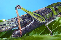 Close up of hind leg of Migratory Locust {Locusta migratoria} Japan