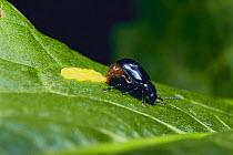 Leaf Beetle {Gastrophysa atrocyanea} laying eggs, Japan