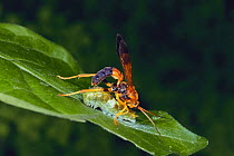 Parasitic wasp {Trogus mactator} ovipositing in host larva of Swallowtail Butterfly {Papilio bianor} Japan