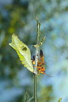 Parasitic wasp {Trogus mactator} recently emerged from host pupa of Chinese Yellow Swallowtail Butterfly {Papilio xuthus}, Japan