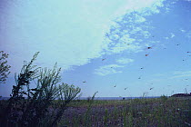 Swarm of flying Wandering Gliders / Globe skimmers {Pantala flavescens} Japan