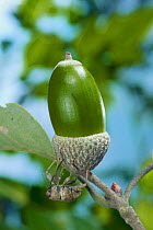 Weevil {Curculio dentipes} boring into acorn of Oak {Quercus serrata} to lay eggs, Japan