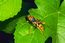 Tiger Longicorn Beetle {Xylotrechus chinensis} Japan