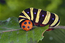 Caterpillar larva of Skipper butterfly {Choaspes benjaminii japonica}