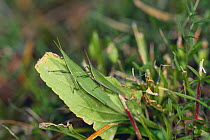 Smaller Longheaded Locust male (above) and female (below) {Atractomorpha lata} Japan