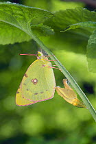 Eastern Pale Clouded Yellow {Colias erate poliographus} recently emerged from pupa, Japan
