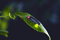 Japanese / Genji firefly {Luciola cruciata} female glowing, Japan
