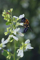 Giant resin bee {Megachile sculpturalis} sucking nectar from Bush / Japanese Clover {Lespedeza sp}, Japan