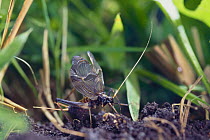 Suzumushi / Bell Cricket {Meloimorpha japonicus}male stridulating, Japan