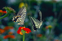 Chinese Yellow Swallowtail Butterfly {Papilio xuthus} courtship, Japan