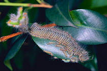 Tea Tussock Moth {Euproctis pseudoconspersa} caterpillar larvae feeding on Camellia leaves, Japan