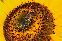 Hover /Drone fly {Eristalis tenax} feeding on Sunflower, Japan
